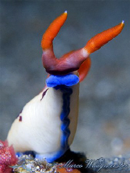 "Head Up" (Nembrotha purpureolineata) - Penjor Reef, Bali... by Marco Waagmeester 